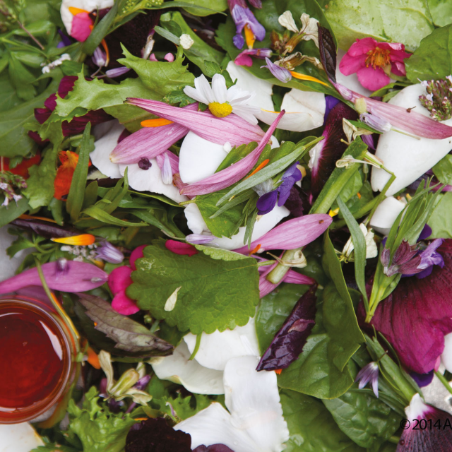 Salata „Moć cveća“ Anabel Langbejn